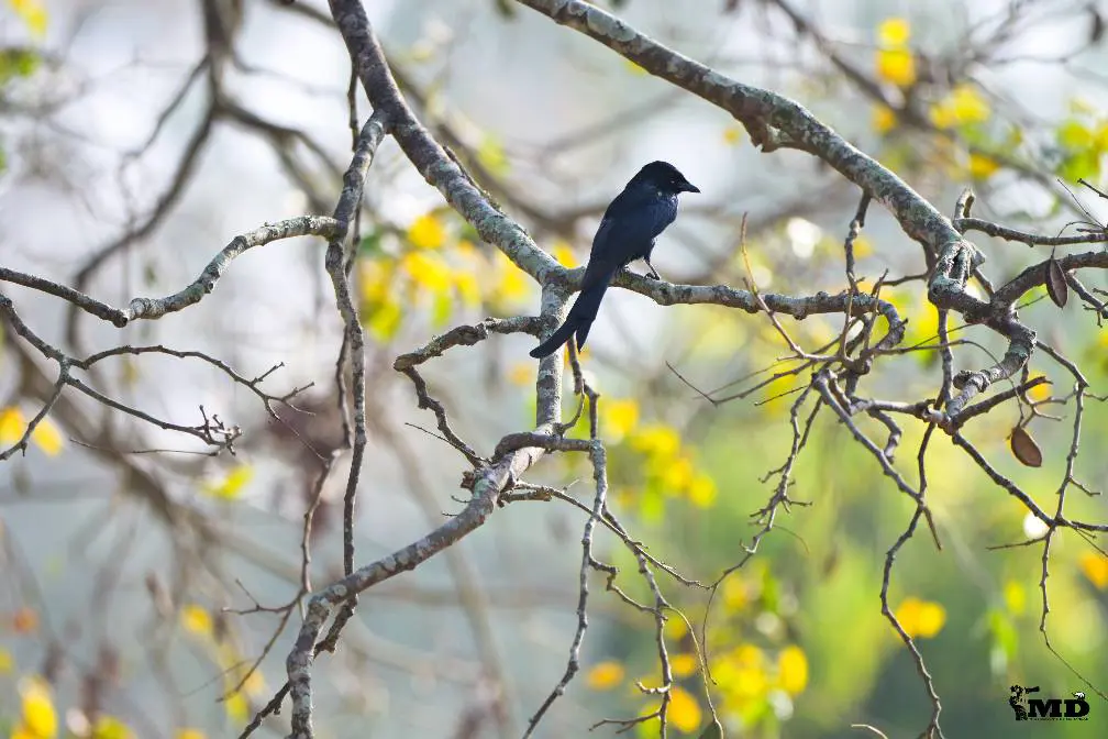 Drongo